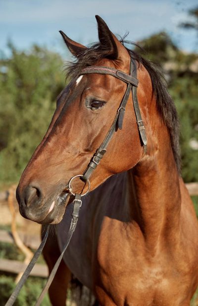 cavalo